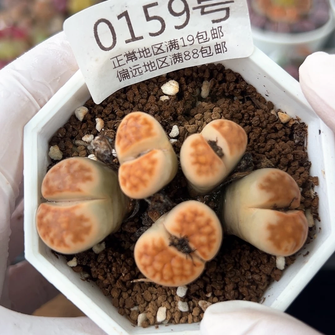 好养易活生石花大母本0159