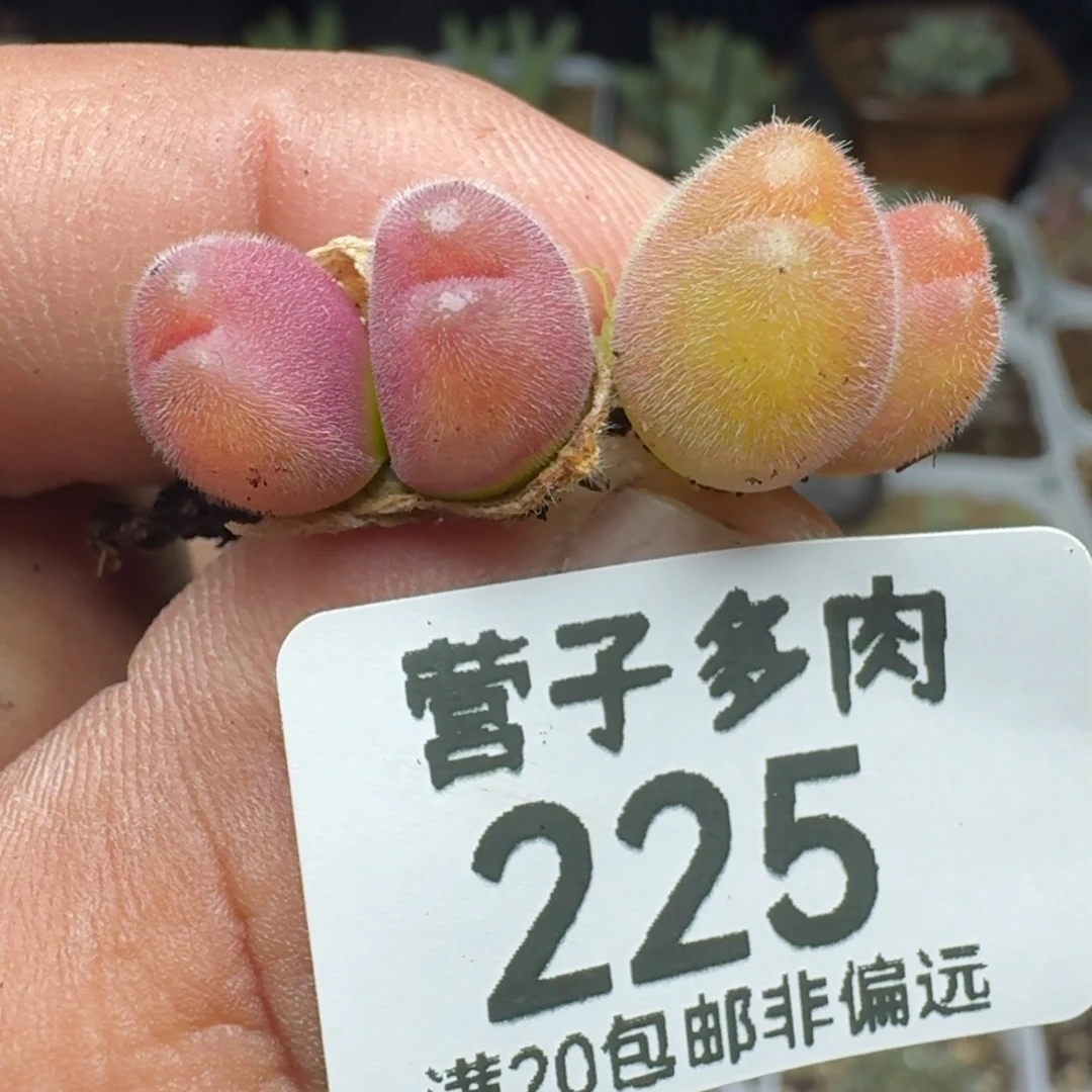 长毛两颗双头。