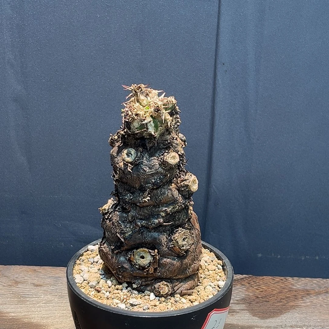火山Zzzzzzzzzzzzz