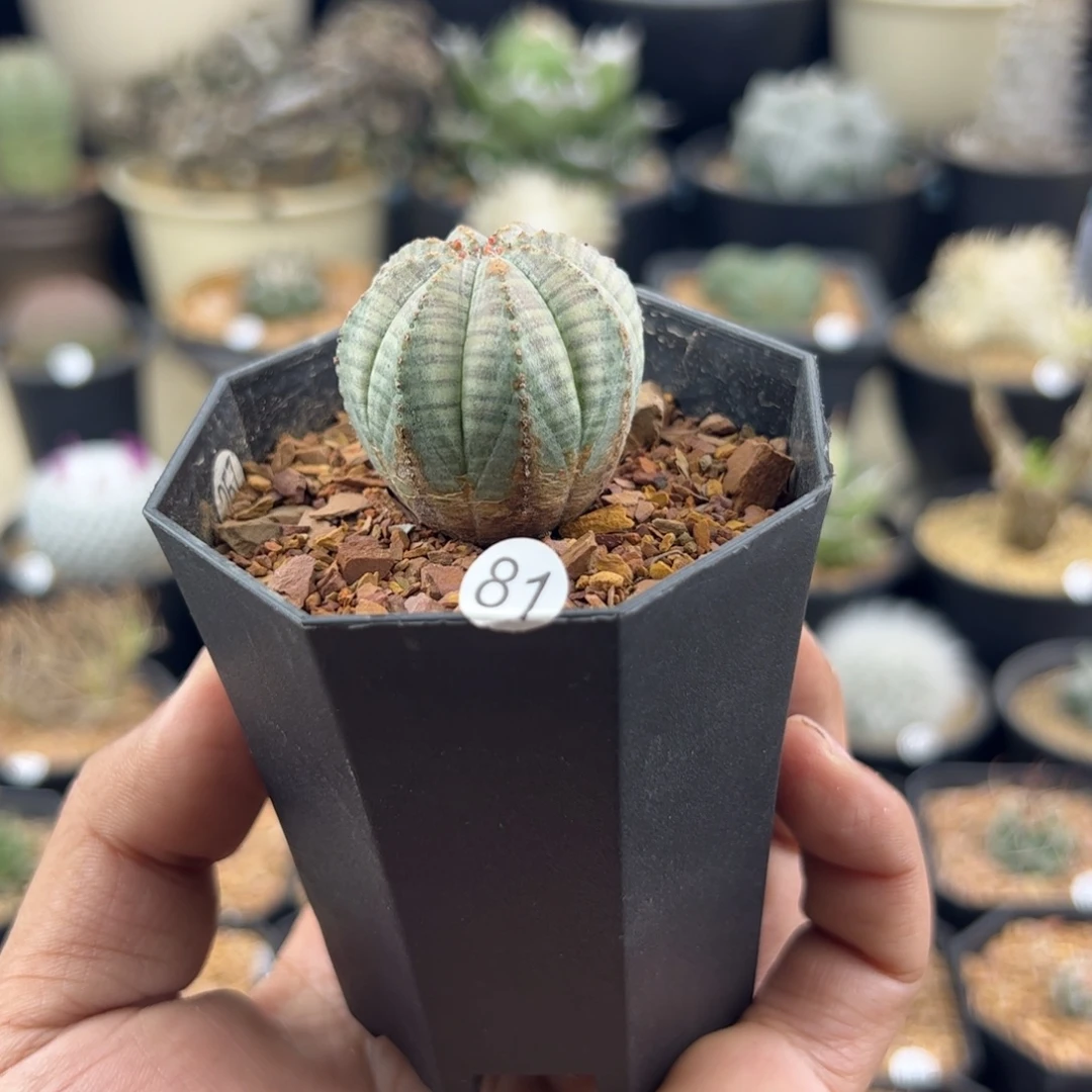 有***梁锈斑布纹球3.1一物一拍81