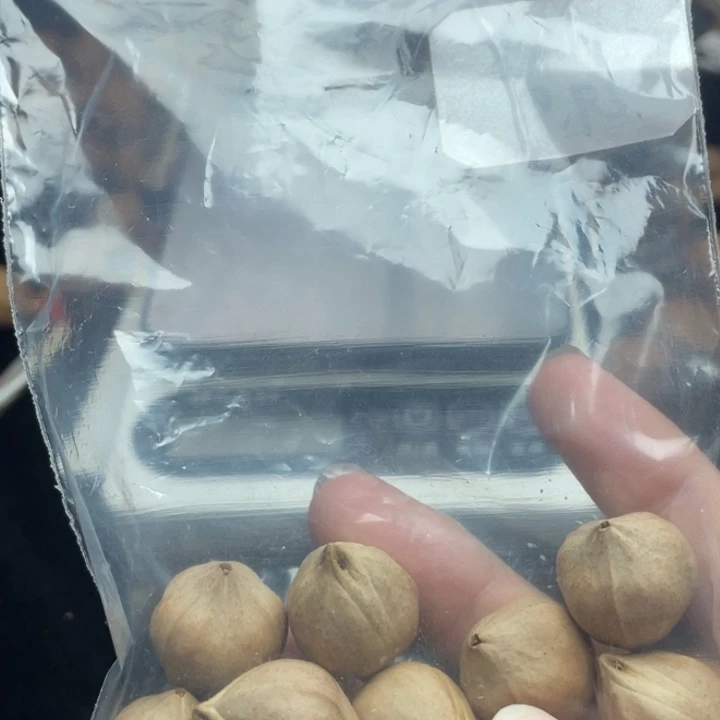 手串/手链橄榄核1.8