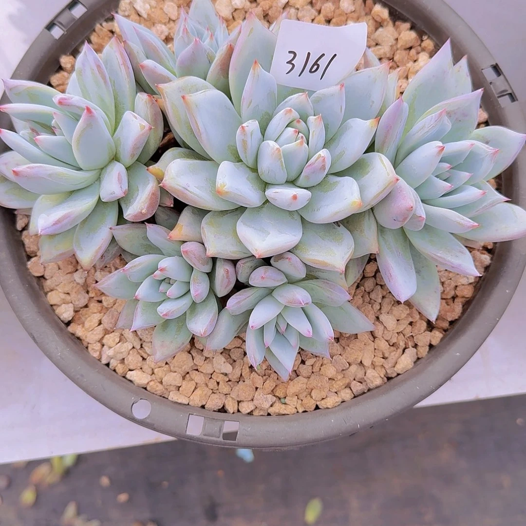 旭***晗3161卡杂多肉植物