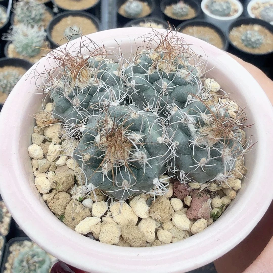 母***铃实生长城丸带盆发货