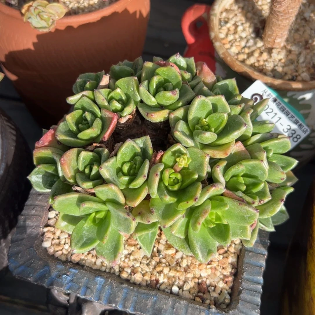 多肉一物一拍0211-338