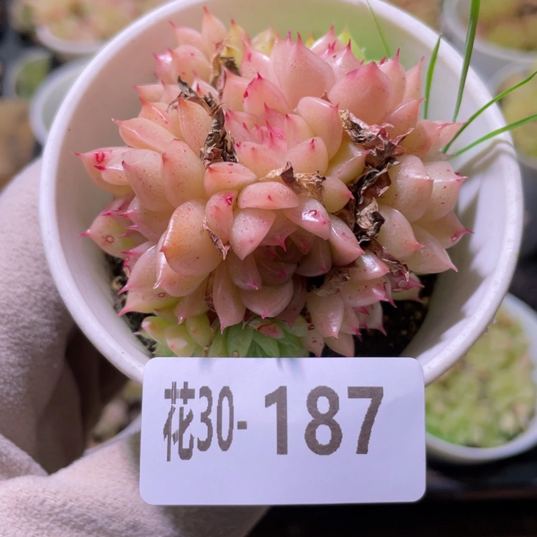 花利美30-187麦秆