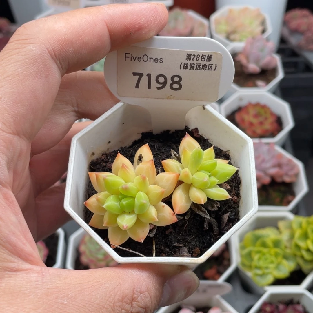 甲骨文7198-5.5厘米