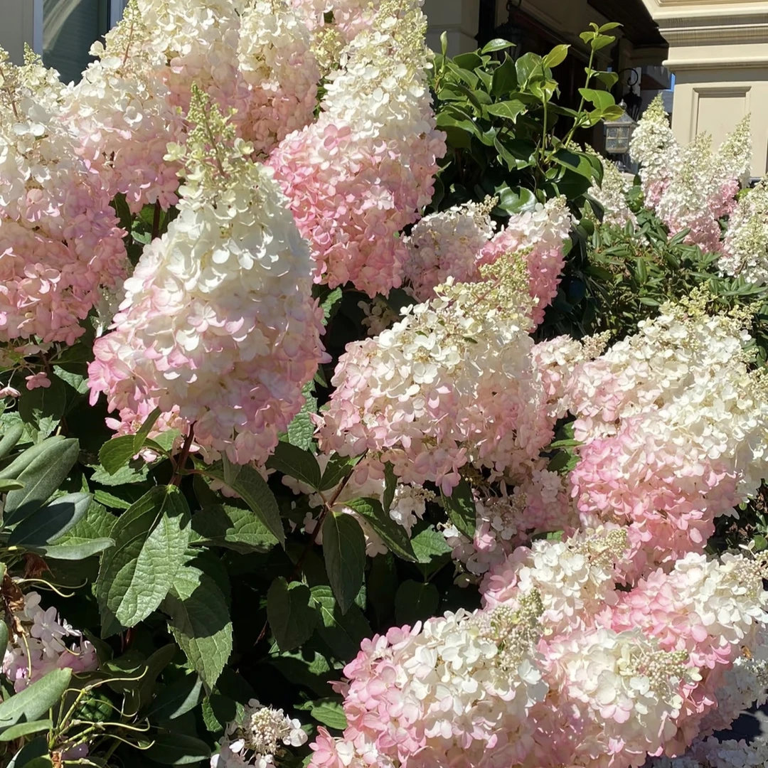 【香草草莓老桩】 木绣球绣球 室内外盆栽 多年生庭院阳台易养活