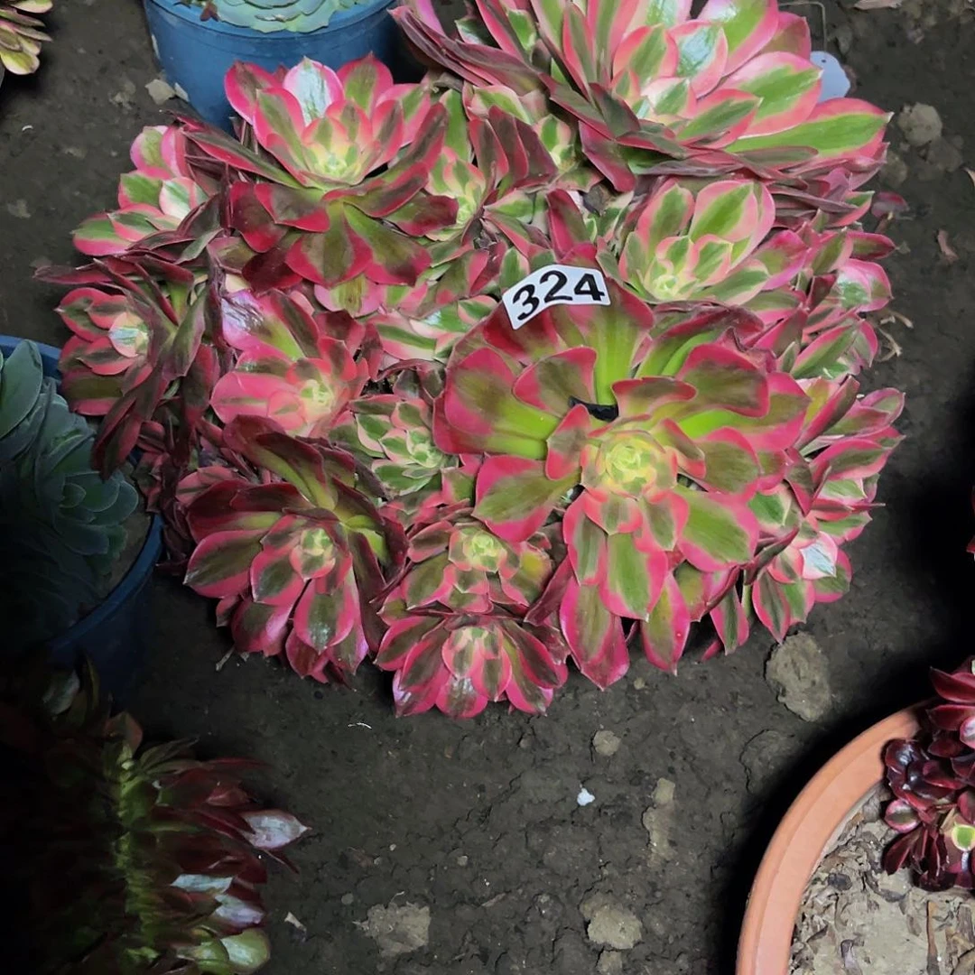 法师法师15-12包邮法师