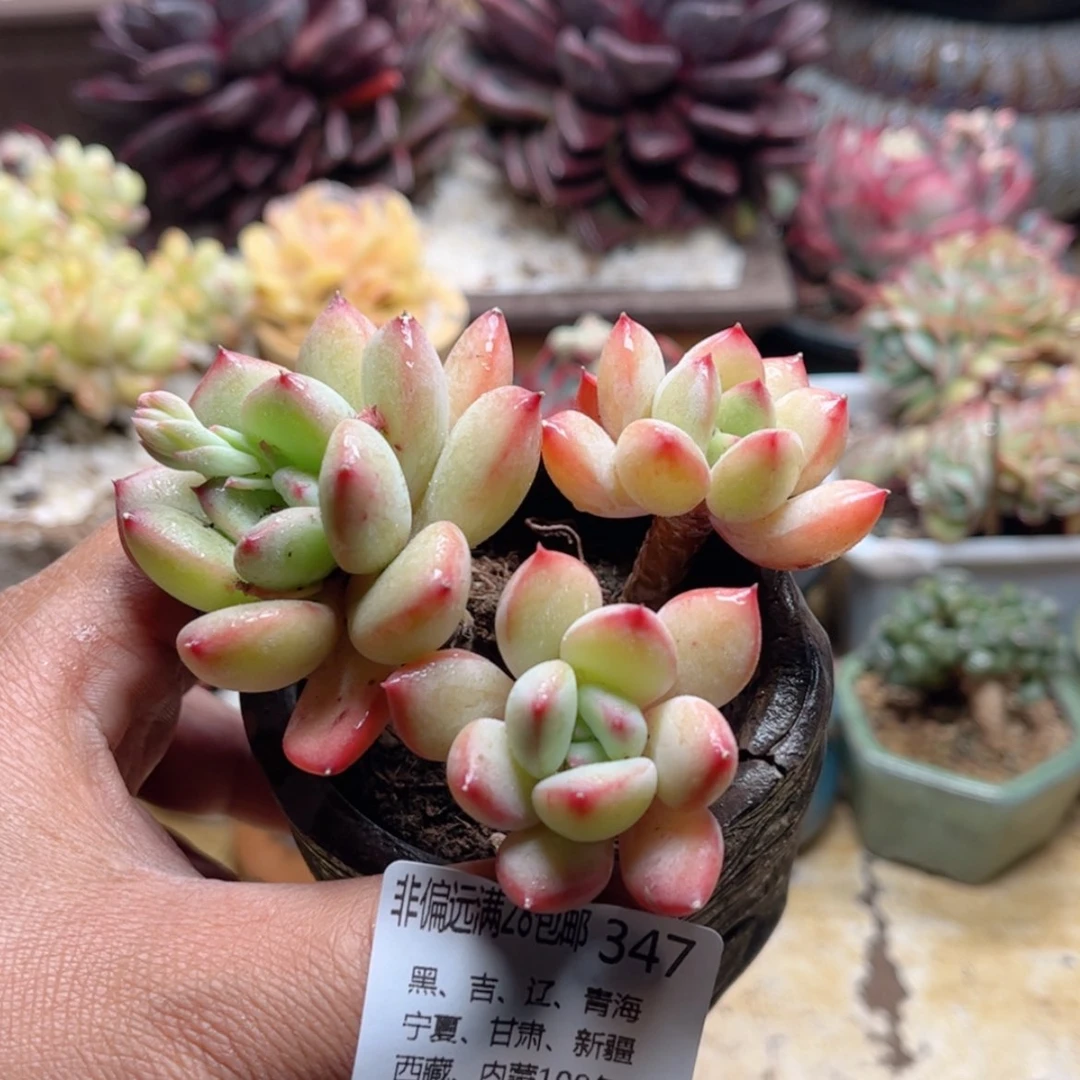 【闪购商品】347蜜糖美人