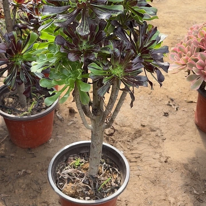 多肉植物法师拉丝15
