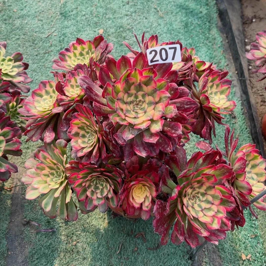 207月蝉法师多肉植物