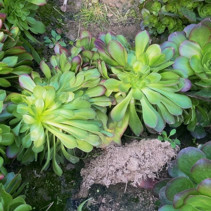 玫瑰多肉缀多肉植物15的地载