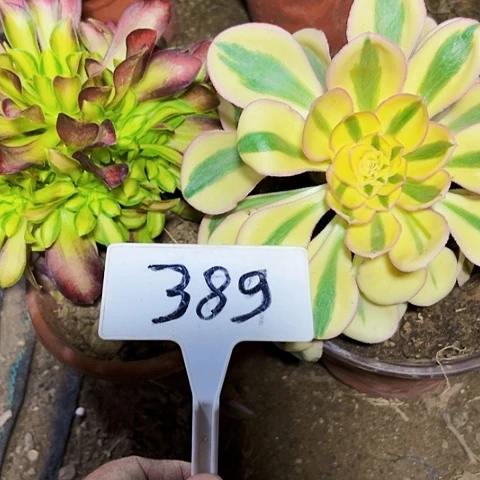 多肉植物组合2个