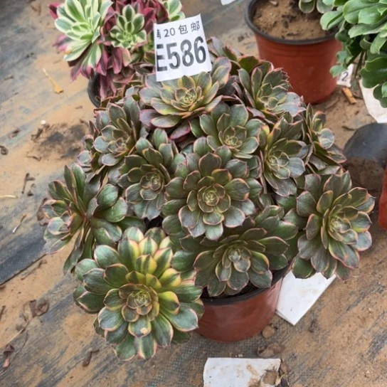 586半夏法师不包断枝