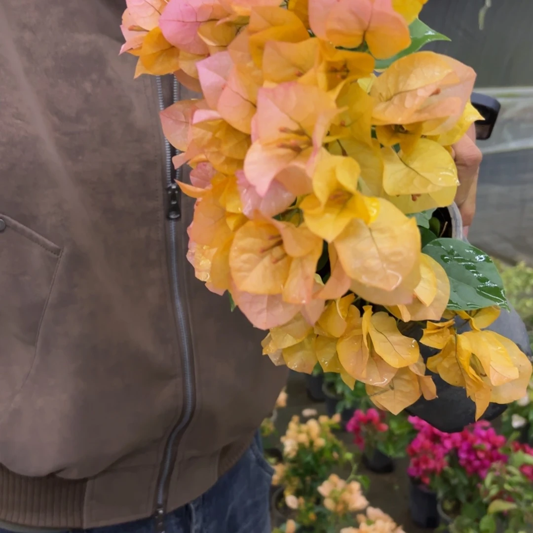 全部花苞（金色光辉）三角梅会落花落叶会光杆苗有大有小