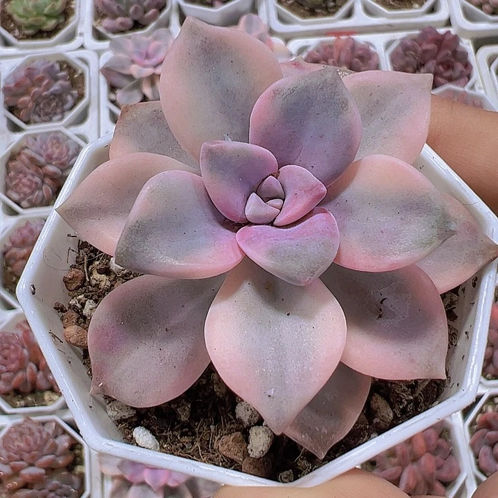 单头紫乐锦19包邮多肉植物