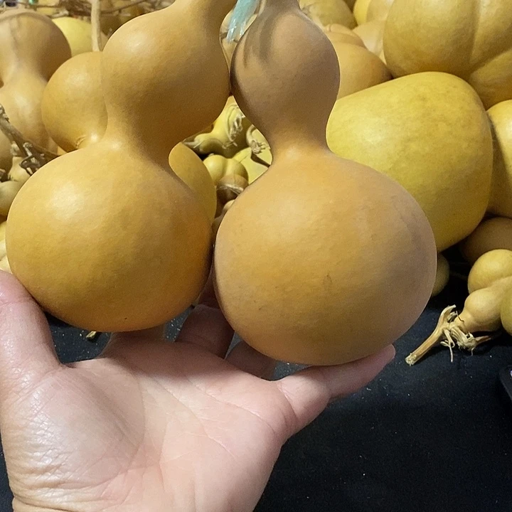 一**下葫芦的颜色是蓝色还是蓝色