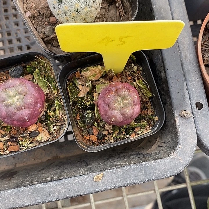 荣***菊漂亮仙人球一物一拍