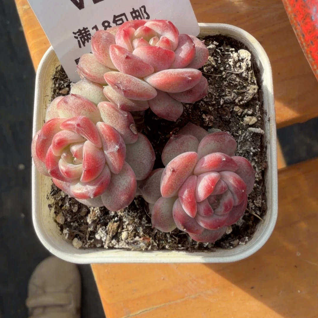 东篱下多肉植物20