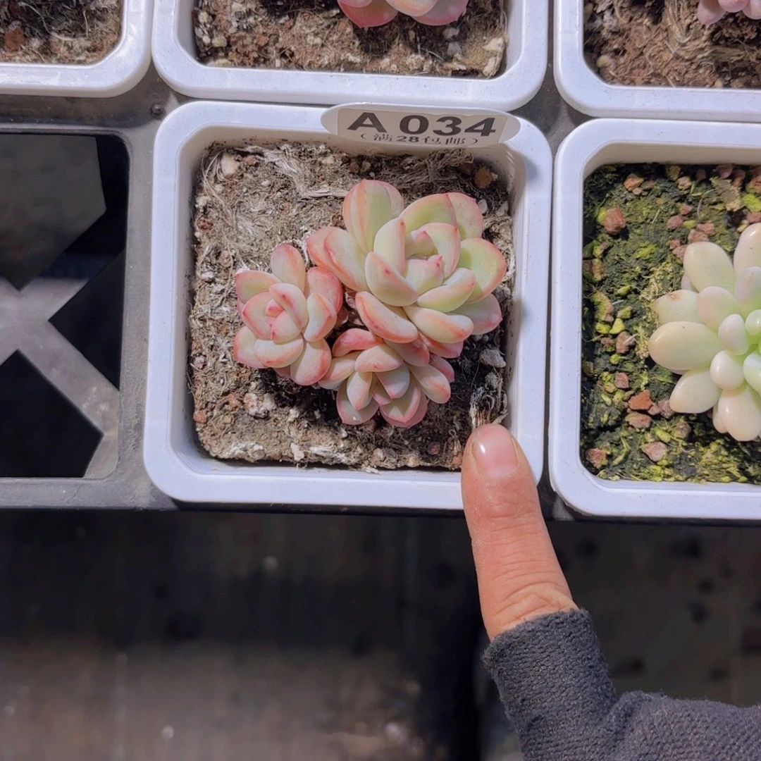 涵***媛A034泡芙一物一拍