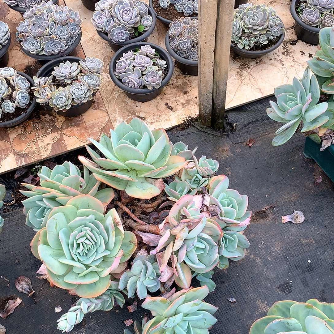 饱****73号雪凤一物一拍