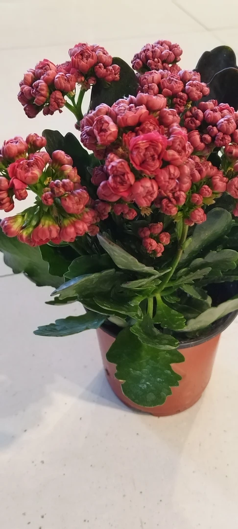 水红色大巴黎1盆包邮到家