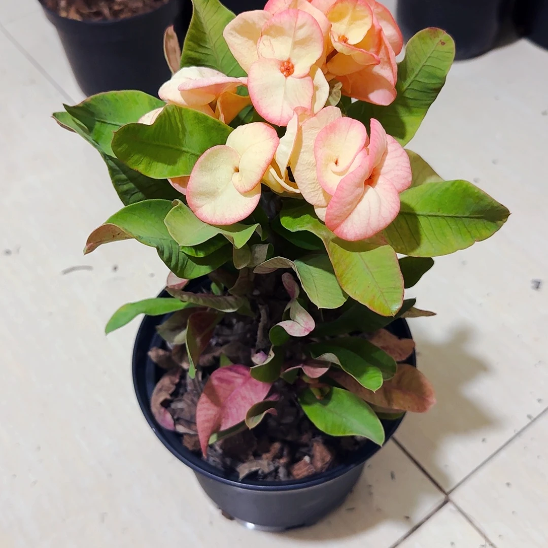 一***金完全开放芝士蛋糕直播间一物一拍