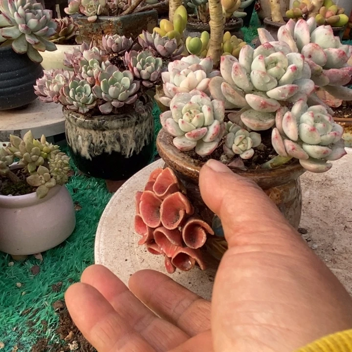 香草锦整无砍多肉