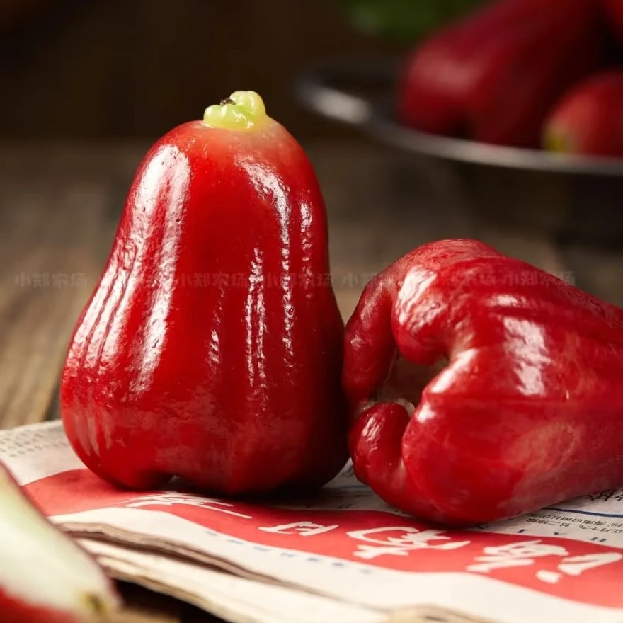 【老沙严选】吉亩海南空运高糖莲雾大果 净重2.9斤左右发货