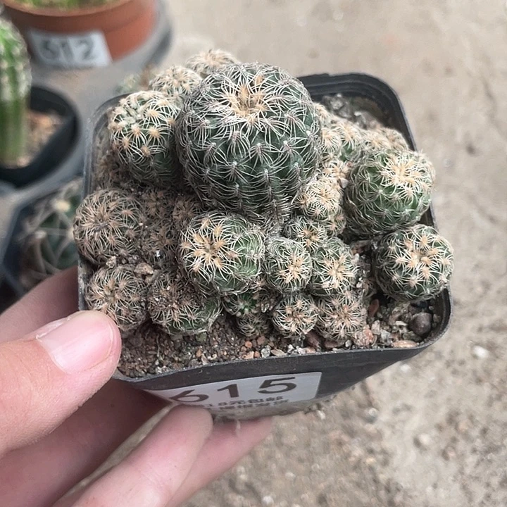 615樱花仙人球植物