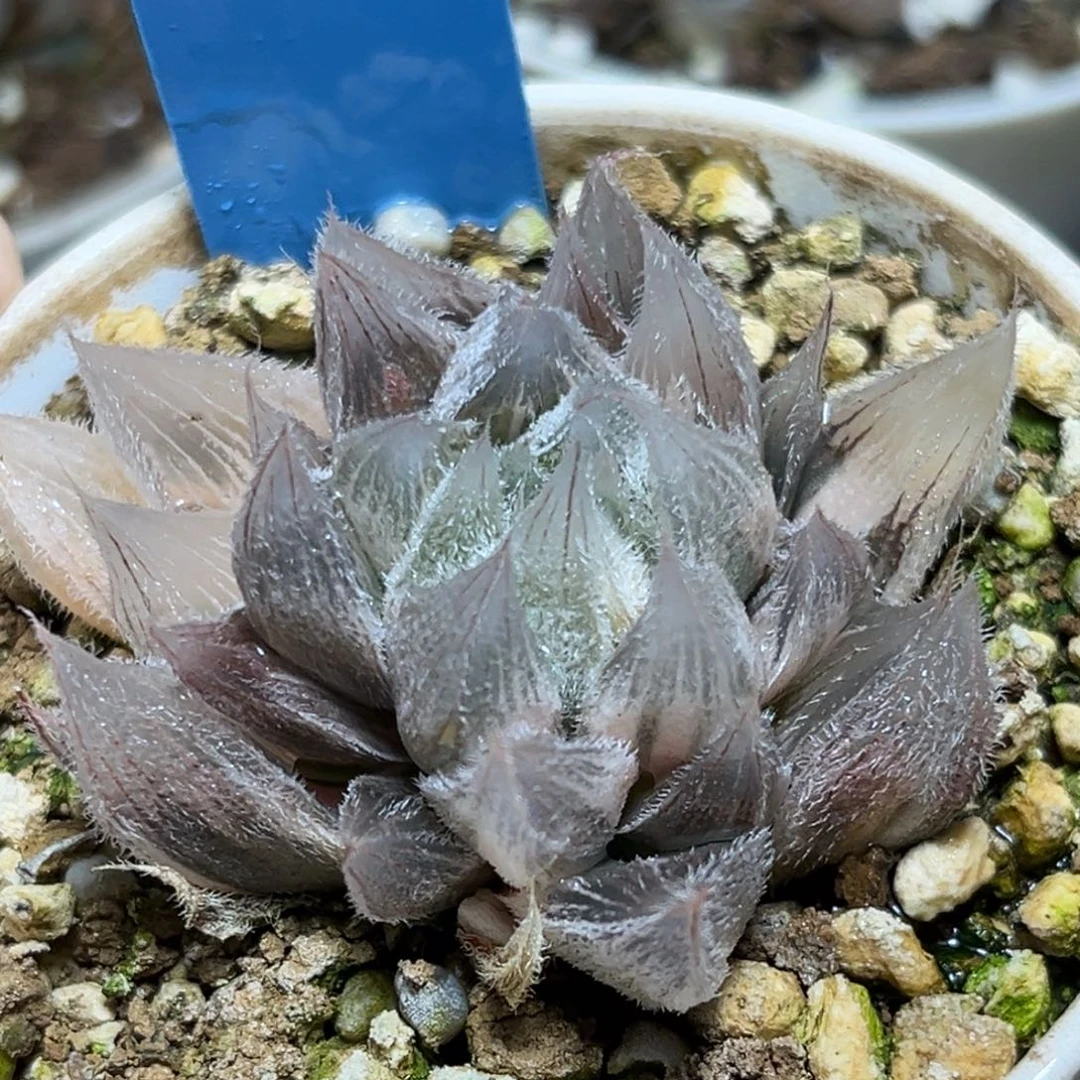 恭喜发财大吉大利923