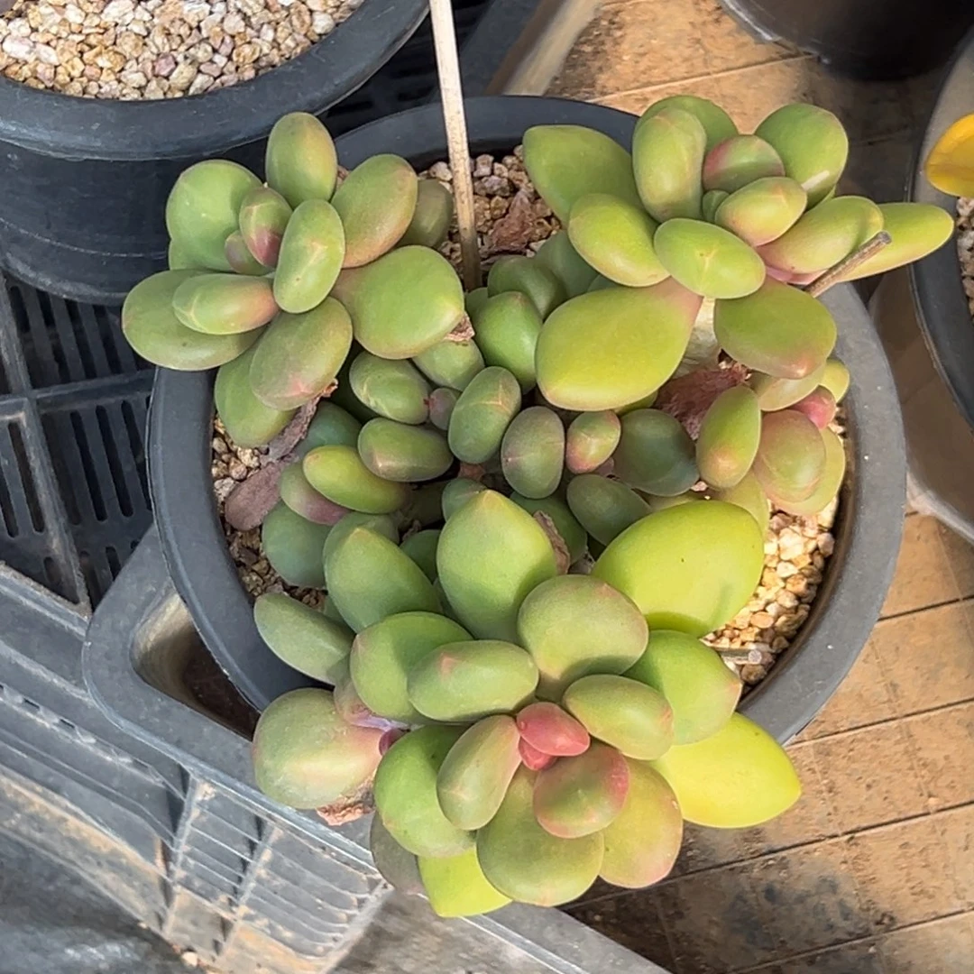 新年快乐新年快乐