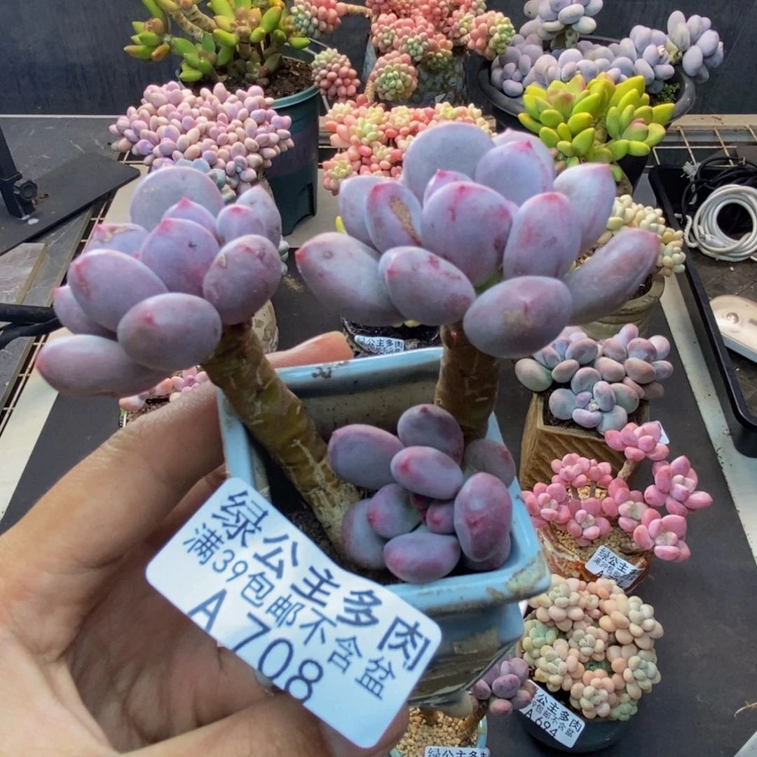 708仙子奶多肉6c m