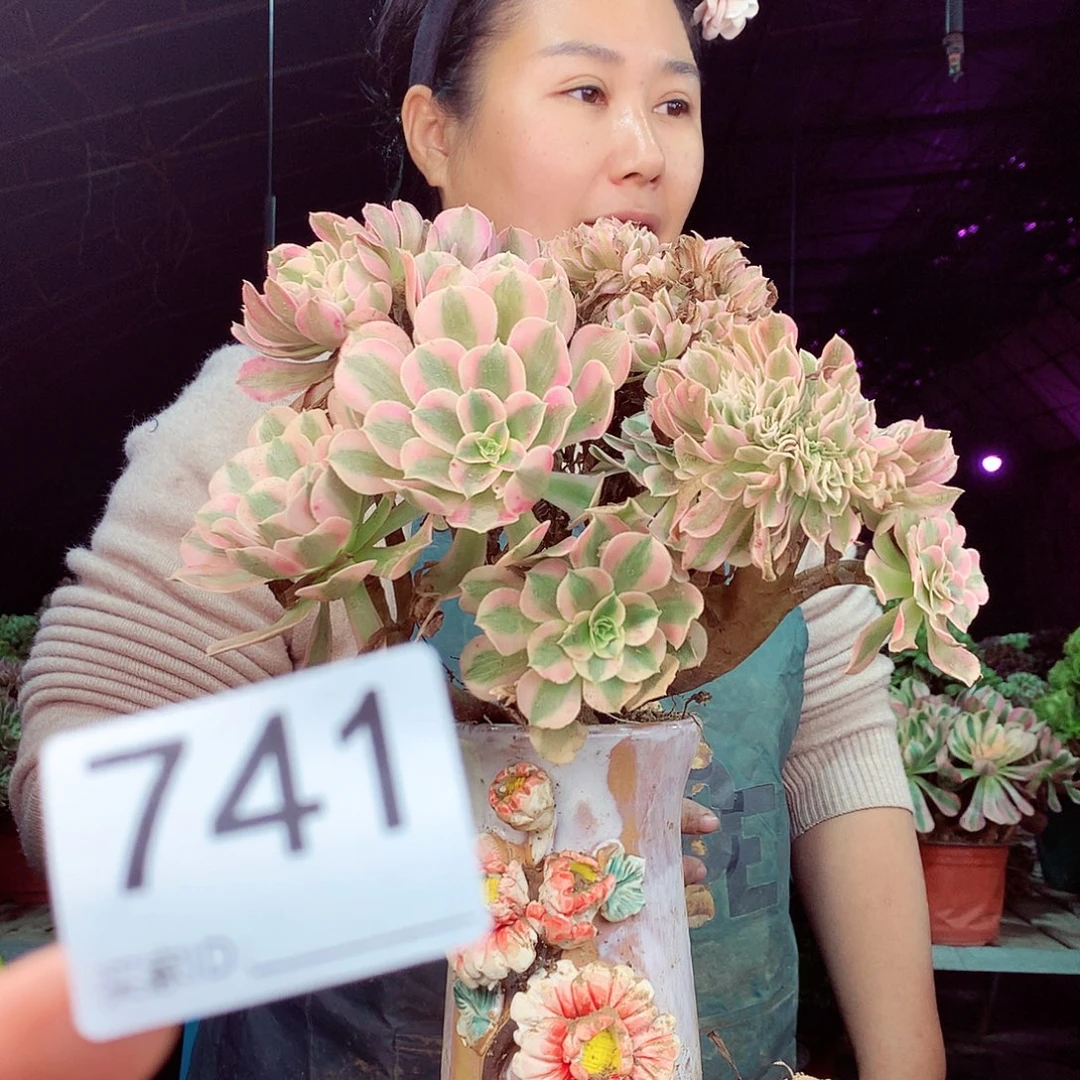 柒柒精品多肉脱土发货不包断侧枝741