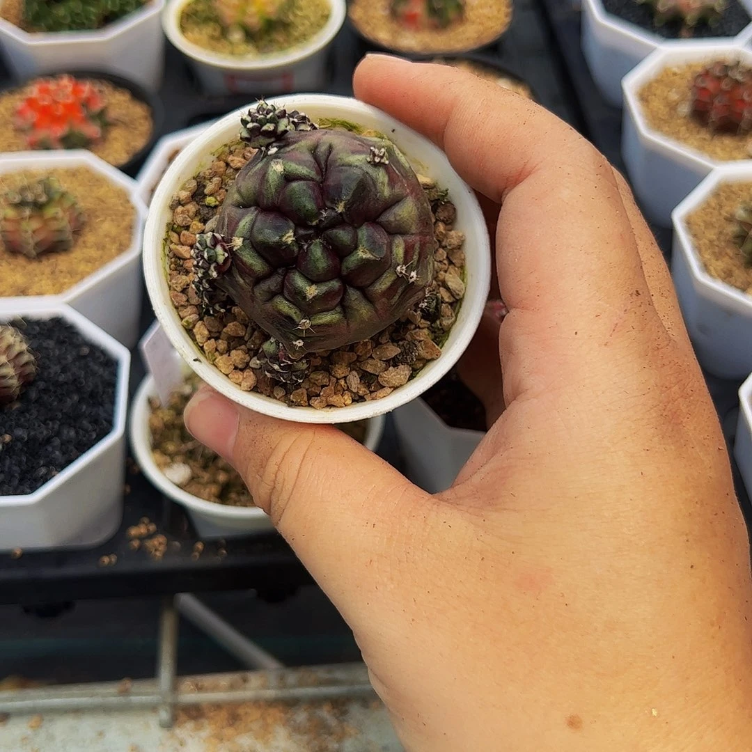 焱****当前无花栽培后可以开花梦想怪