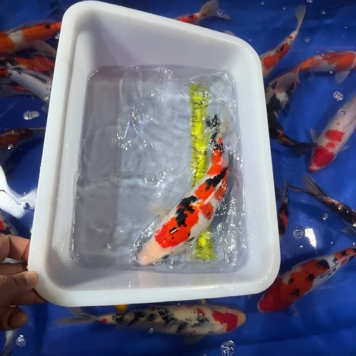 锦鲤锦鲤红白三色