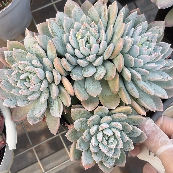 两单包邮，一物一拍102白泽