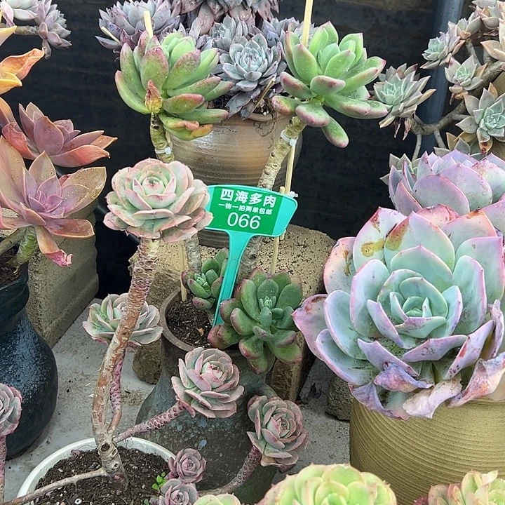 苹***果清醒美人多肉植物是066