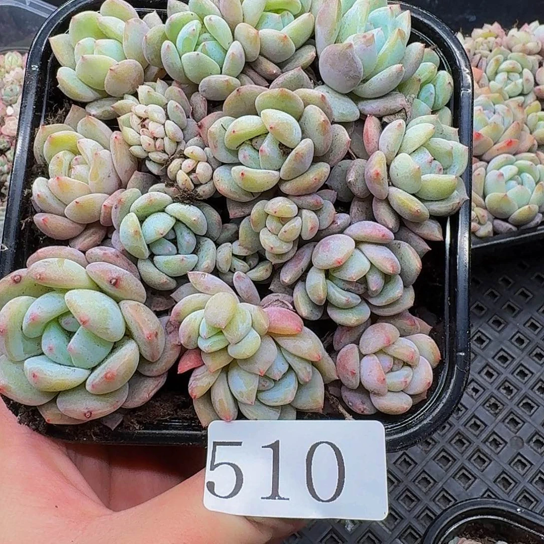 多肉植物多肉植物510