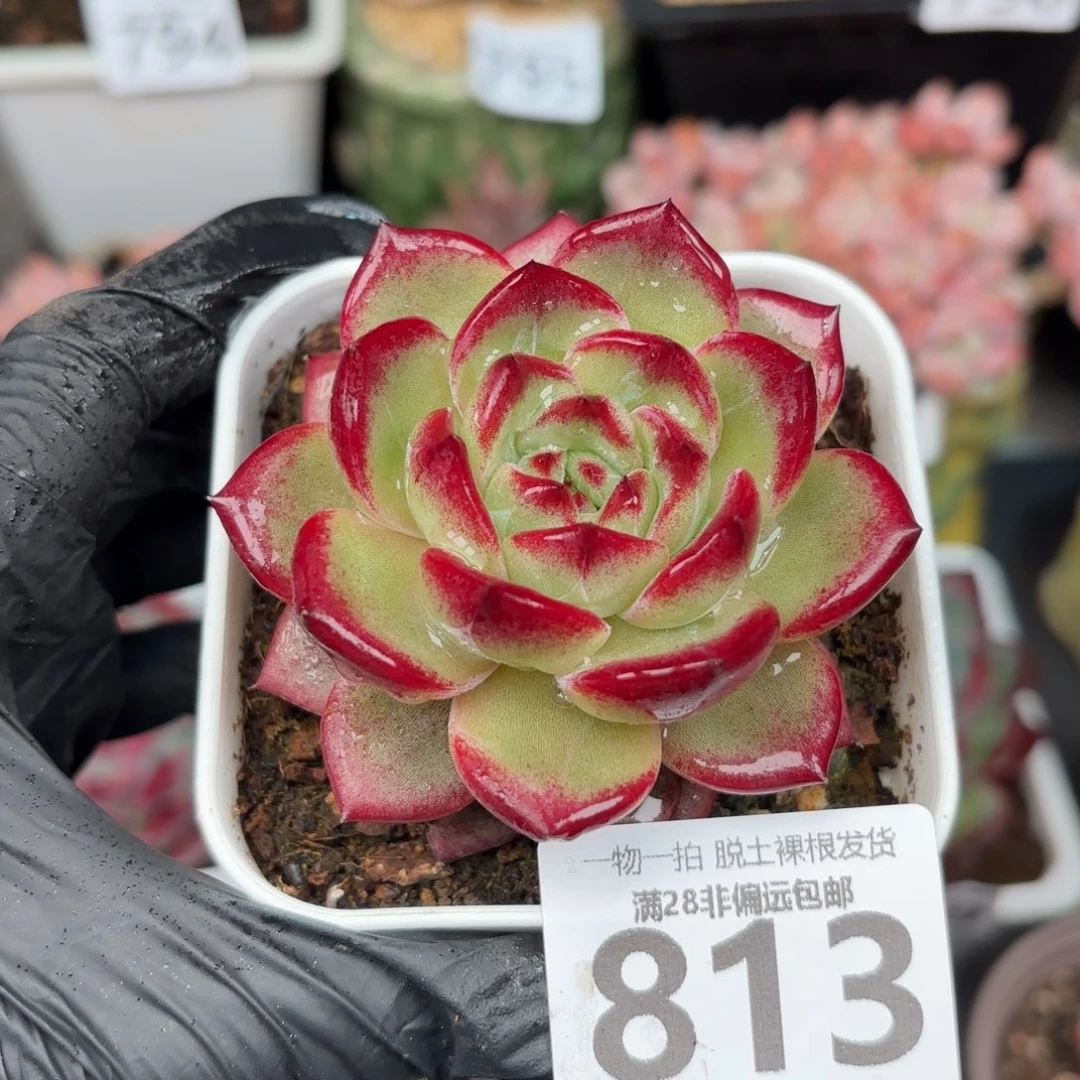 黑武士无盆土发货