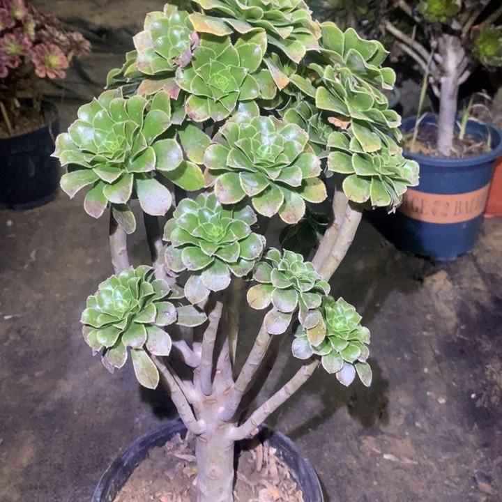 原始绿75多肉植物法师法师