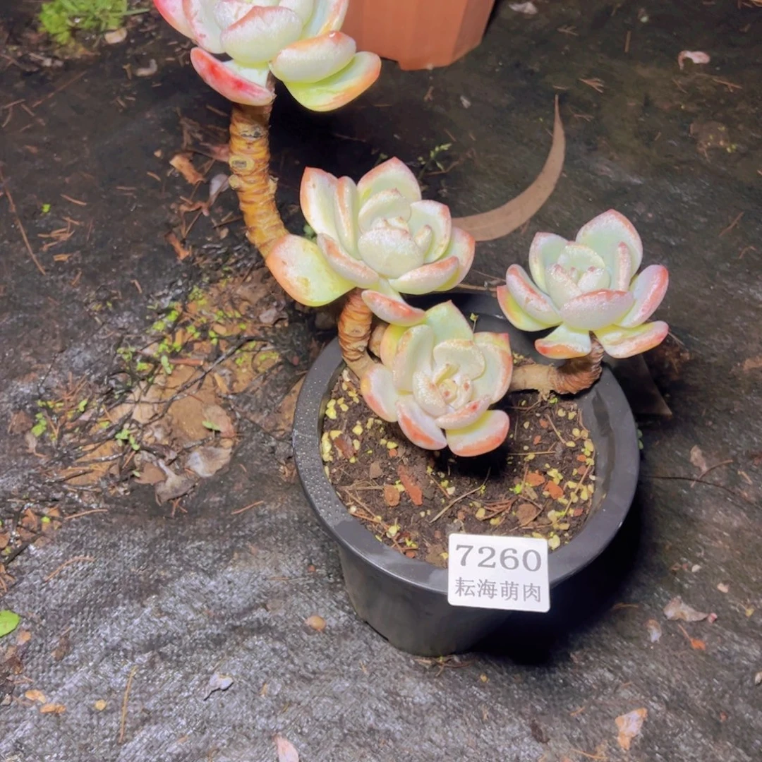 拈***笑白月光7260多肉植物