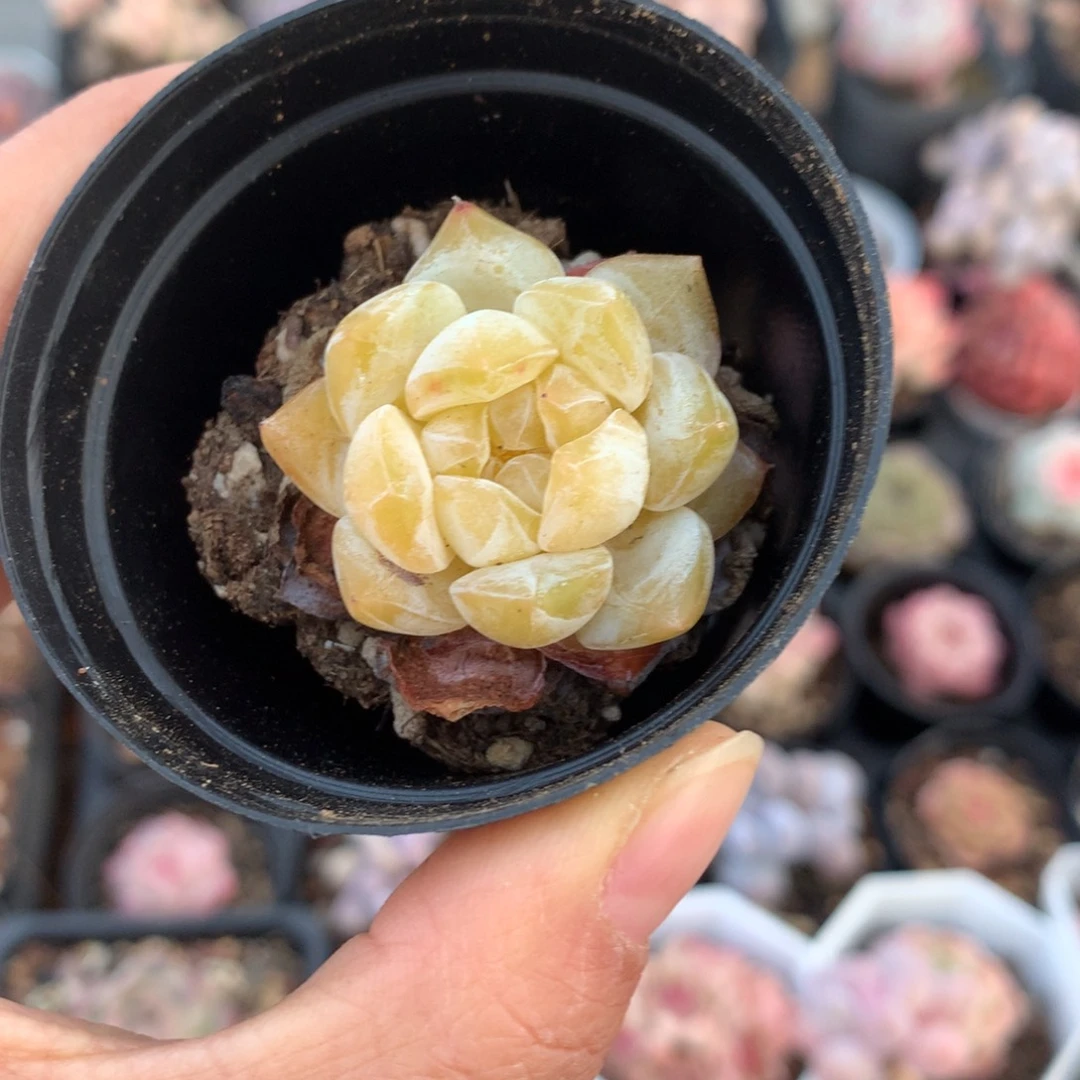 精控黄溏心单头多肉