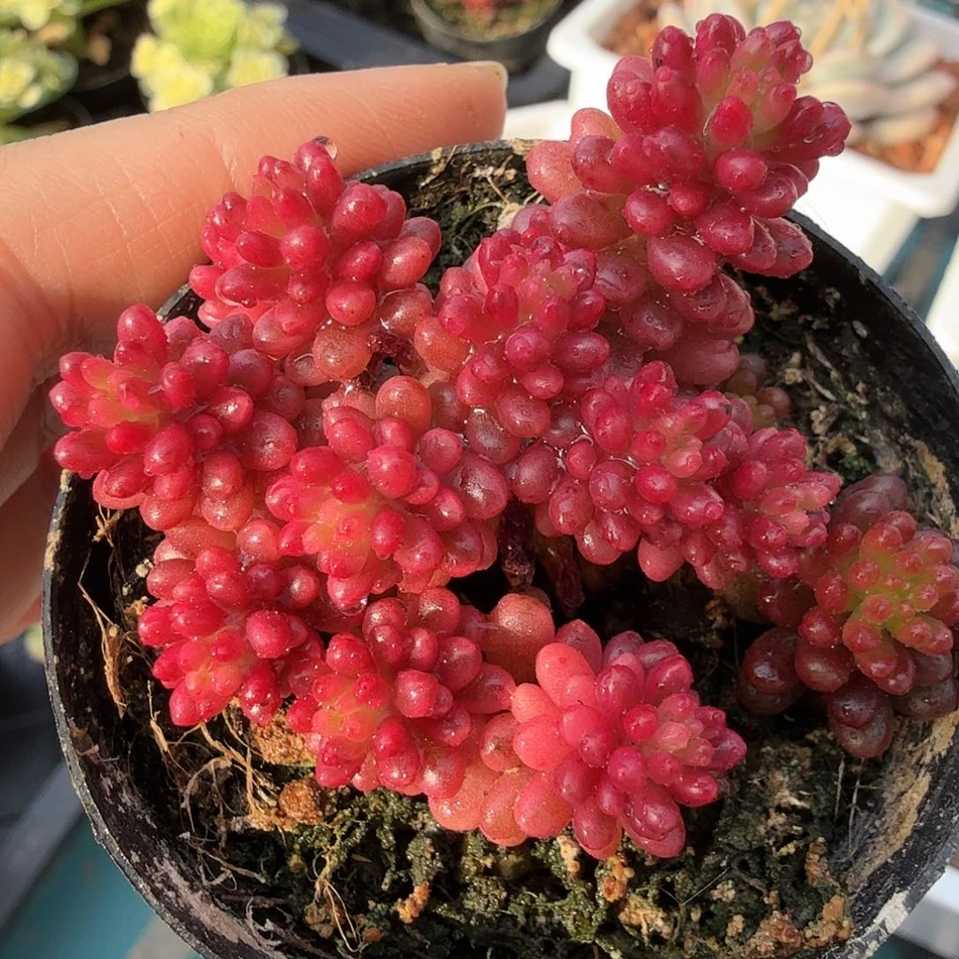 浆果锦，多肉植物