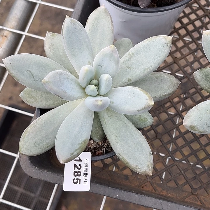阿雅园艺。        1285哥特萝莉