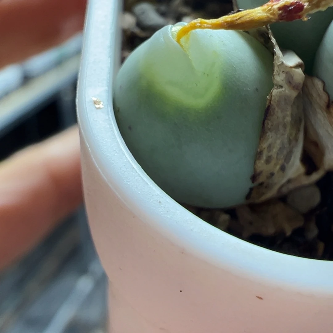 明***月海豚嘴杂多肉植物