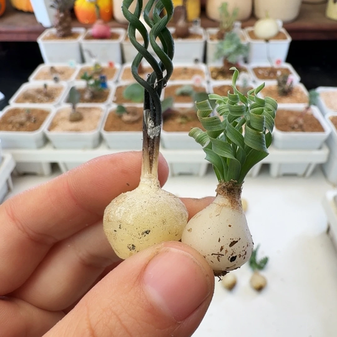 ****羯多肉植物福利块根贵妃弹簧草371
