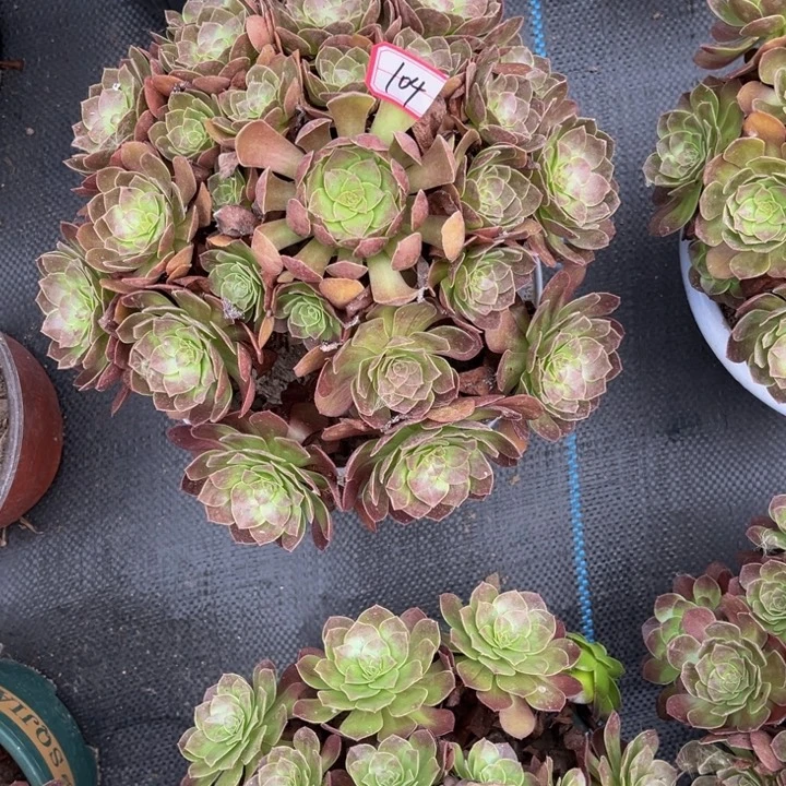 104多肉植物法师老庄