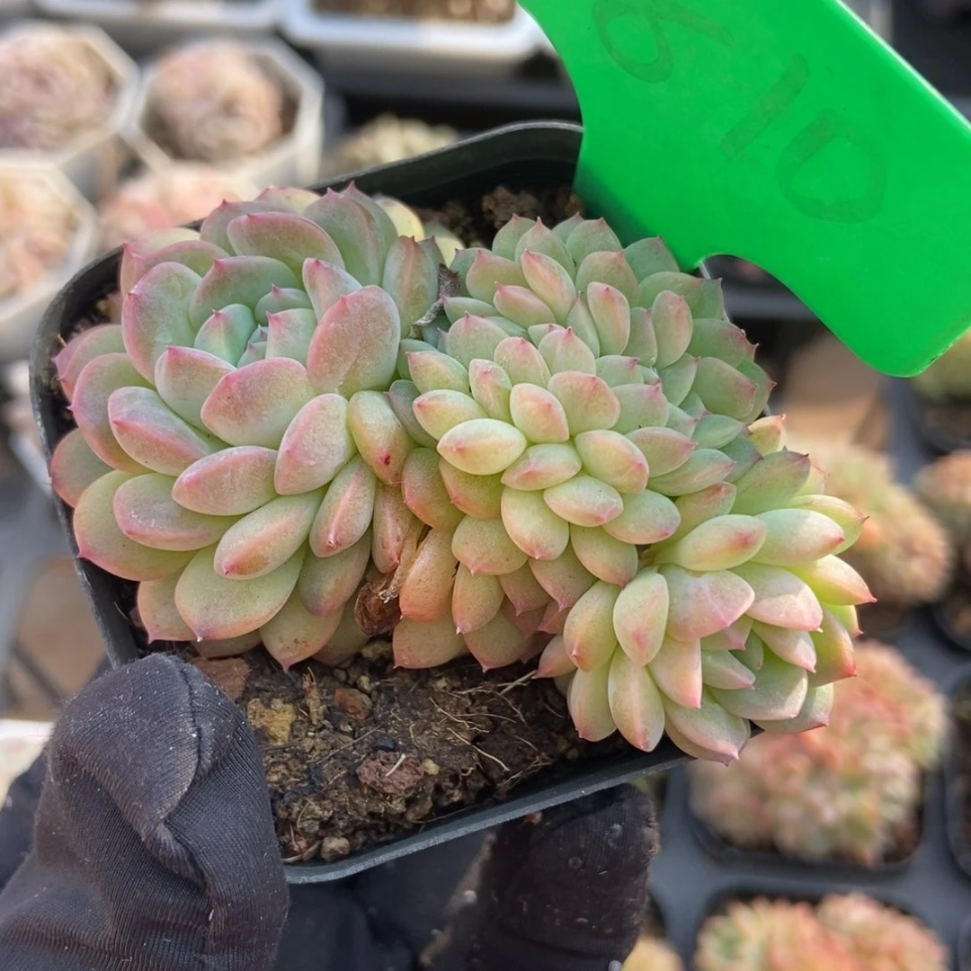 810干冰缀多肉植物保护