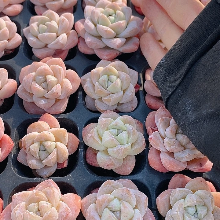 272-273 多肉植物盆栽花卉植物